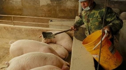 Rebanho de matrizes suínas da China cai 8% em maio