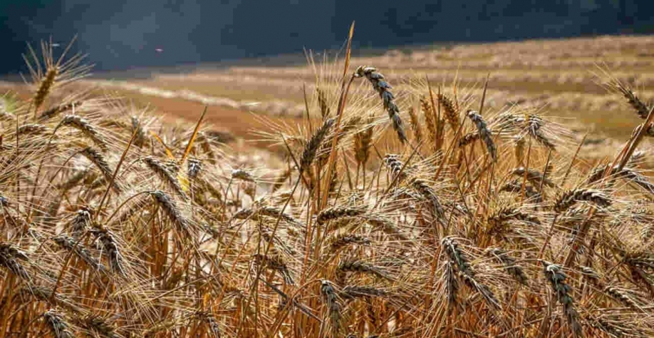 Brasil planta maior safra de trigo em 32 anos e projeta colheita recorde