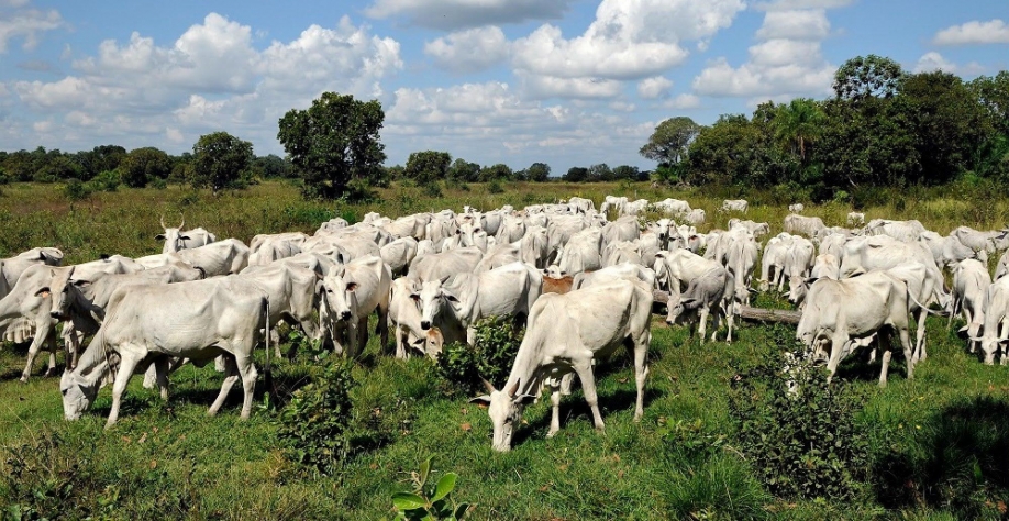 Boi: Análise Conjuntural Agromensal Junho/22 do CEPEA/ESALQ/USP