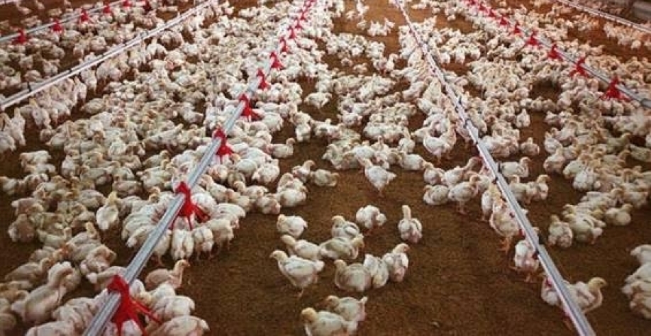 Brasil exporta 3º maior volume de frango em junho e tem receita recorde 