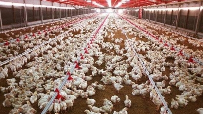 Brasil exporta 3º maior volume de frango em junho e tem receita recorde 