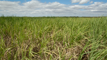 Produtores de cana cobram revisão na prorrogação de metas de CBIOs