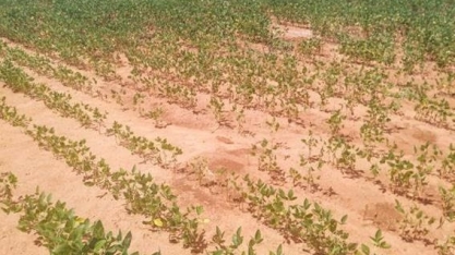 Algodão: Após seca, Oeste Baiano deve colher safra menor que o previsto