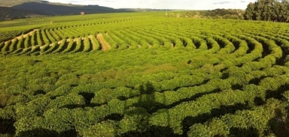 Café: Resolução define taxa de juros do Funcafé em 11% para nova safra