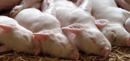 Banco prevê melhoras para a suinocultura no segundo semestre
