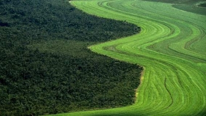 Soja no Cerrado: conheça 4 agtechs que desejam inovar no bioma