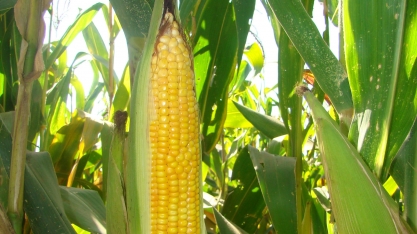 Milho: Análise Conjuntural Agromensal Junho/22 do CEPEA/ESALQ/USP