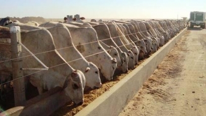 Frigoríficos reduzem negociação a termo e arrendam confinamentos