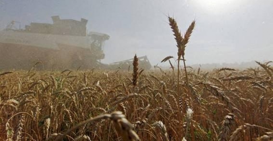 Legenda: Colheita de trigo em um campo no assentamento de Sredniy na região de Stavropol, na Rússia - Eduard Korniyenko - 7.jul.2016/Reuters