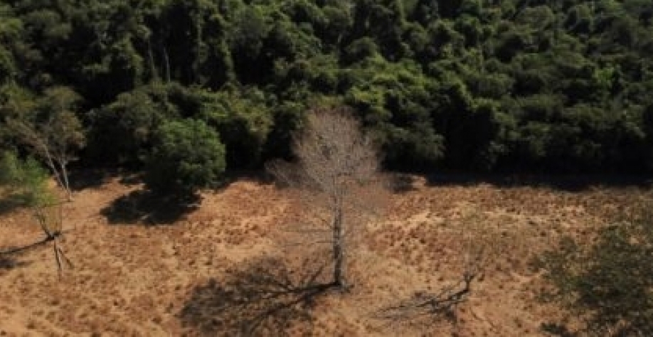 “Narrativas do desmatamento vão pesar, se não agirmos”, diz Caio Carvalho
