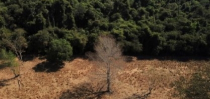 “Narrativas do desmatamento vão pesar, se não agirmos”, diz Caio Carvalho