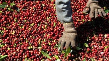 Café arábica atinge máxima de 7 semanas
