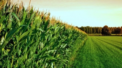 USDA: Condição da safra de milho nos EUA piora na semana