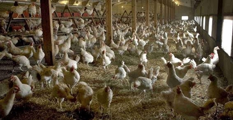 Demanda global por frango aumentará 47% até 2030