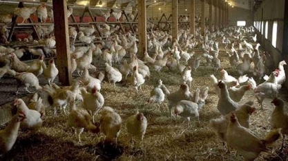 Demanda global por frango aumentará 47% até 2030
