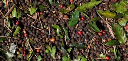 Café: Qual o tamanho da safra 22/24 – Por Marcelo Fraga Moreira