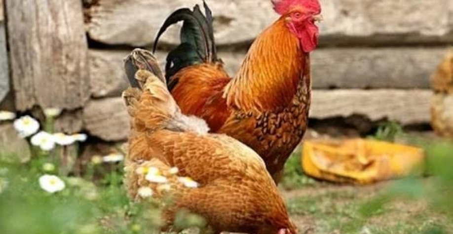 Legenda: África do Sul superaram 1 bilhão de dólares, dos quais cerca de 17% corresponderam a exportações de cortes de frango (Imagem: Pixabay)