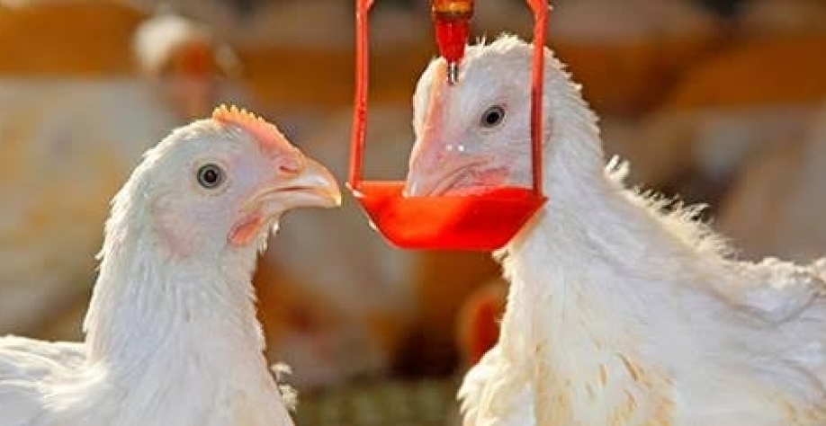  Saiba como foi o experimento de uma universidade da Tailândia, que passou a utilizar a erva para substituir os antibióticos e outros medicamentos.