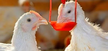 Fazenda usa cannabis para alimentar seus frangos