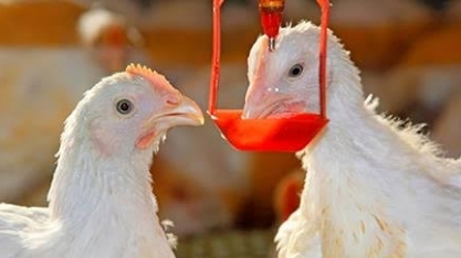 Fazenda usa cannabis para alimentar seus frangos