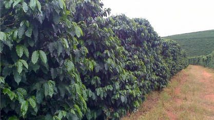 Café: Comprados 4 x vendidos 0 – Por Marcelo Fraga Moreira