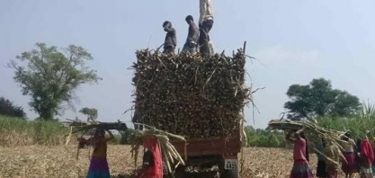 Índia eleva preço da cana em 5,2%; usinas demandam alta para açúcar