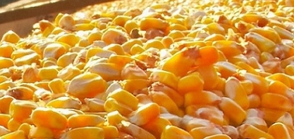 Grãos:Exportação em julho sobe e bate em 4,12 mi de t, + 107% ante julho/21