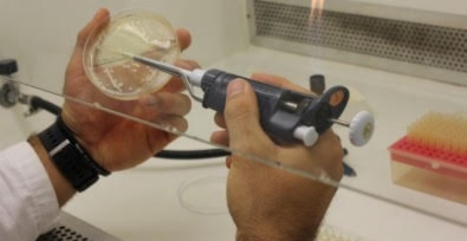 Legenda: Pesquisadores da Unicamp editaram o genoma da espécie Saccharomyces cerevisiae, comumente usada na produção de etanol, para torná-la capaz de converter xilose em xilitol. Estratégia pode agregar valor à indústria de etanol e suprir demanda por ad