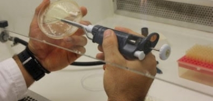 Cientistas usam levedura para produzir o adoçante a partir da palha da cana