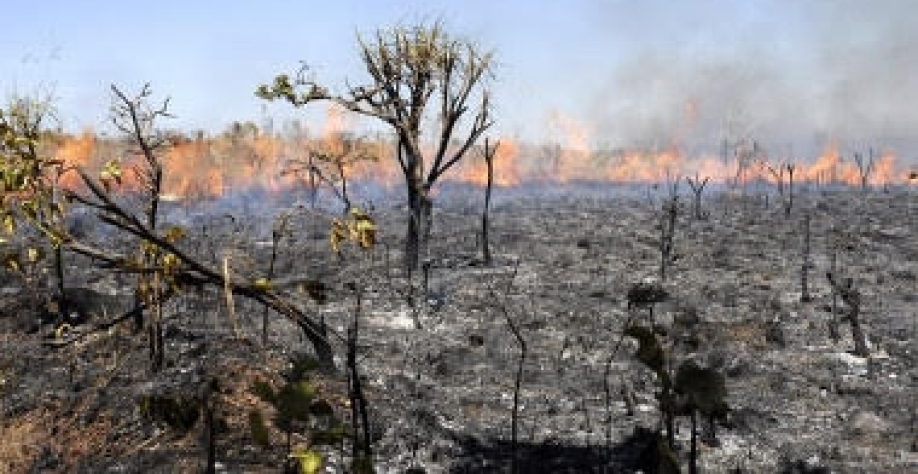 Mata atlântica tem áreas mais protegidas que cerrado em São Paulo