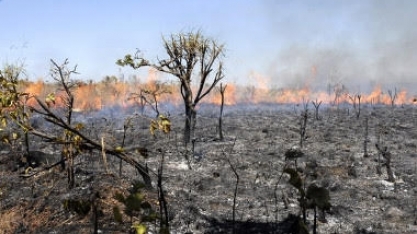Mata atlântica tem áreas mais protegidas que cerrado em São Paulo