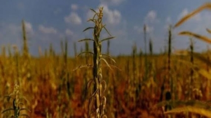Seca: China diz aos agricultores para replantar ou trocar de culturas