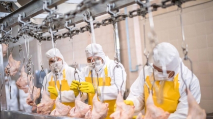 Frango: Gripe aviária nos EUA e guerra na Ucrânia sustentam exportação 