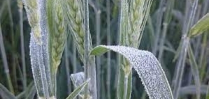 Rio Grande do Sul tem geadas em áreas de trigo
