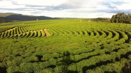 Café: Análise Conjuntural Agromensal Cepea/Esalq/USP de Julho/2022