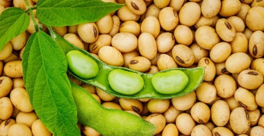 Soja sobe em Chicago com forte demanda de exportação