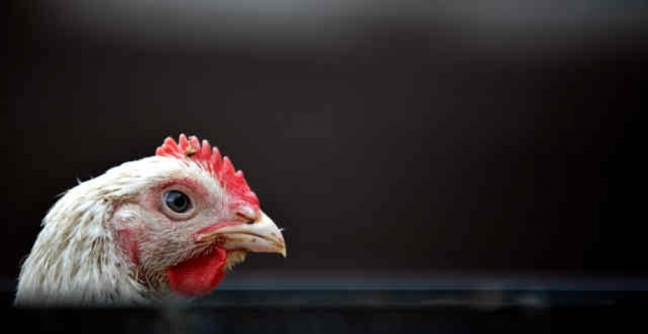 Frango: Análise Conjuntural Agromensal Cepea/Esalq/USP de Julho/2022