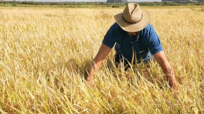 Produção de arroz deve cair 8,5% em 2022; trigo + 9,3% e algodão + 9,6%