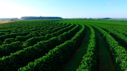 Vendas de café atingem 45% da produção esperada para 2022/23, diz Safras
