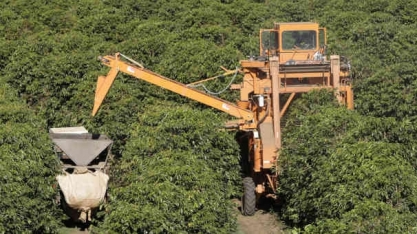 Preços do café devem cair diante de grande safra no Brasil em 2023
