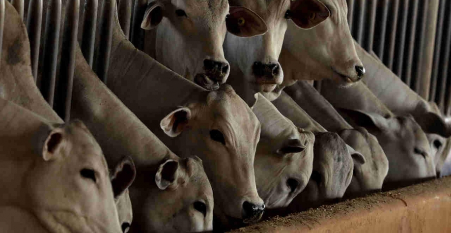 Boi: Queda da arroba e mercado retraído limitam confinamento no 2º semestre