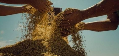 RS: MST tem dificuldades para vender arroz orgânico