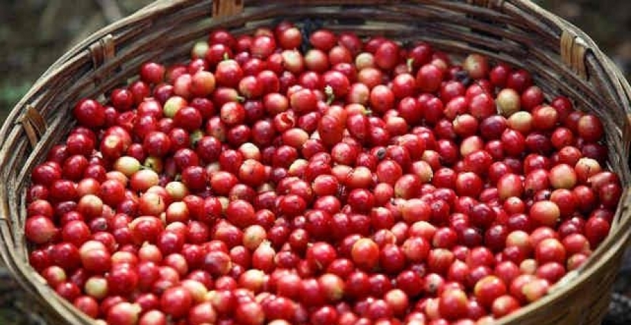 Café arábica cai quase 3% com chuvas do Brasil 