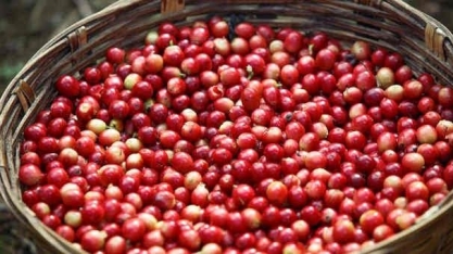 Café arábica cai quase 3% com chuvas do Brasil 