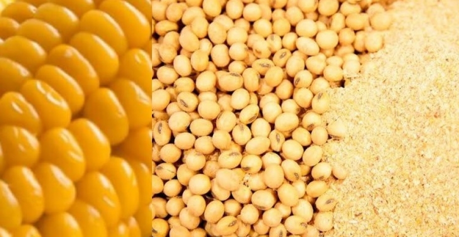 Anec reduz estimativas de exportações de soja, farelo e milho do Brasil