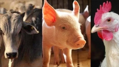 Proteína suína ganha competitividade em relação à bovina e de frango