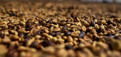 Café: Exportação mundial em julho diminui 6,56%, para 1012 mi de sacas