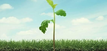 Quer saber como ter um planeta mais limpo? Pergunte às raízes das plantas