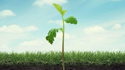 Quer saber como ter um planeta mais limpo? Pergunte às raízes das plantas