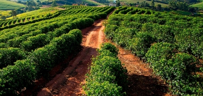 Produção de café deve subir 9,6% em 2022, para 53,7 milhões de sacas